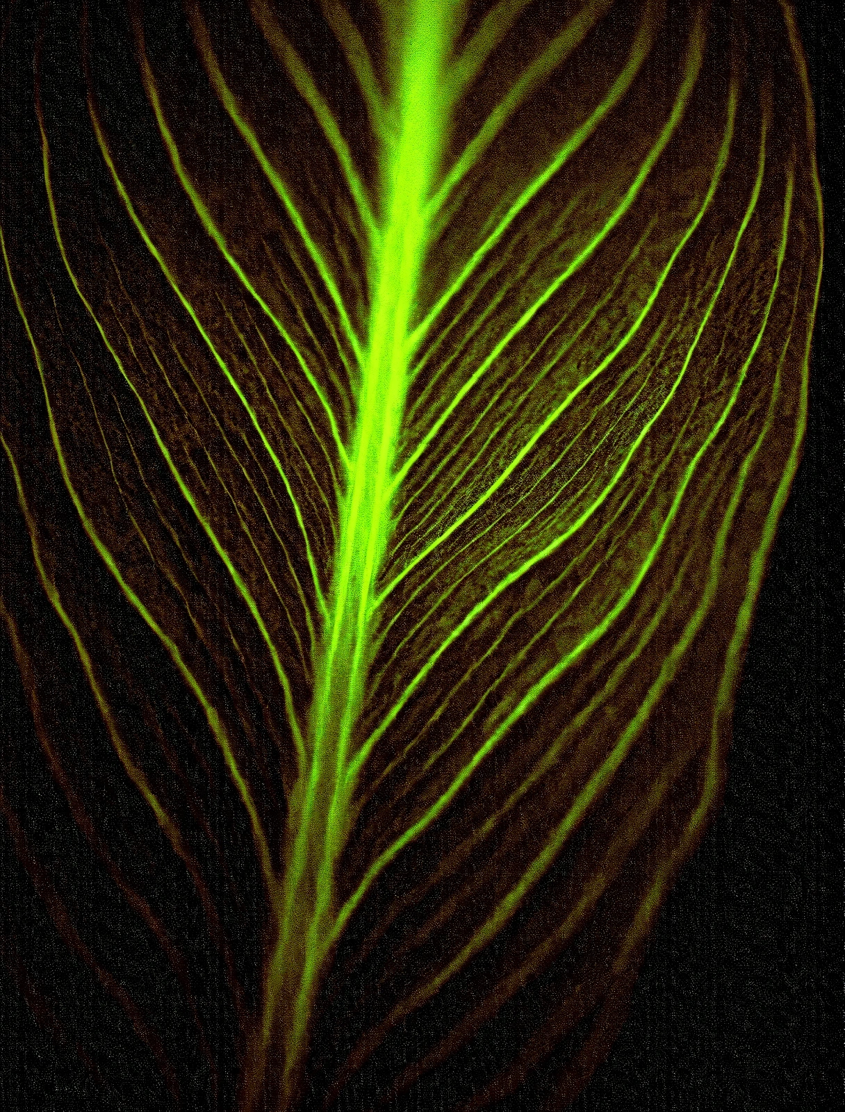 Microscopic Botanical Structure